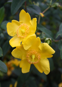 Hypericum patulum 'Hidcote'